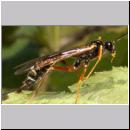 Coleocentrus excitator - Schlupfwespe 04.jpg